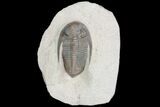 Zlichovaspis Trilobite - Great Eye Facets and Shell #75468-1